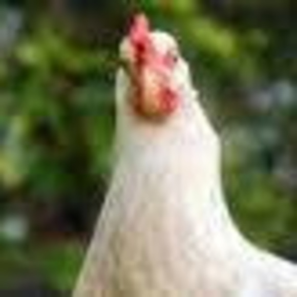 Meet your Posher, Farmer - Picture 1 of 1